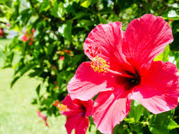 Weiß Rot Hibiskus Blumensamen – kompakt Wuchs Traditionssorte & ohne Gentechnik Samen Hausgarten
