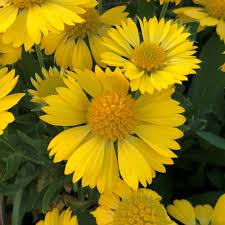 Gelb Gaillardia Blumensamen zur Aussaat – Garten beliebt – Traditionssorte & ohne Gentechnik Samen Hausgarten