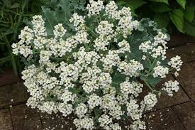 Seakale Blumensamen zur Aussaat – pflegeleicht – Traditionssorte & ohne Gentechnik Samen Hausgarten