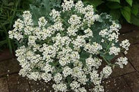 Seakale Blumensamen zur Aussaat – pflegeleicht – Traditionssorte & ohne Gentechnik Samen Hausgarten