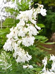 Weiß Jacaranda Blumensamen zur Aussaat hochwertige Qualitäts- Traditionssorte & ohne Gentechnik Samen Hausgarten