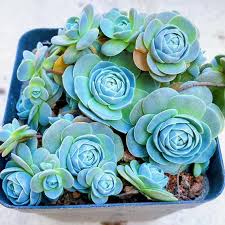 Blau Succulent Blumensamen zur Aussaat Wildblume Mischung Traditionssorte & ohne Gentechnik Samen Hausgarten