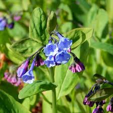 Mertensia Blumensamen zur Aussaat – Landhaus Garten wichtig – Traditionssorte & ohne Gentechnik Samen Hausgarten