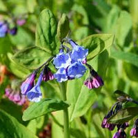 Mertensia Blumensamen zur Aussaat – Landhaus Garten wichtig – Traditionssorte & ohne Gentechnik Samen Hausgarten