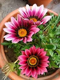 Rosa Mittagsgold Rigens Blumensamen zur Aussaat – Anzucht – Traditionssorte & ohne Gentechnik Samen Hausgarten