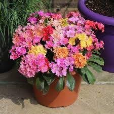 Gemischt Lewisia Blumensamen zur Aussaat – kompakt Wuchs – Traditionssorte & ohne Gentechnik Samen Hausgarten