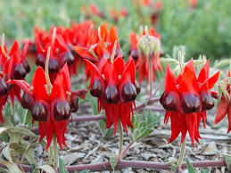 Sturt's Blumensamen zur Aussaat – duftend Blüten – Traditionssorte & ohne Gentechnik Samen Hausgarten
