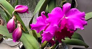 Violett Hydroponic Orchidee Blumensamen zur Aussaat – leuchtend Blüten – Traditionssorte & ohne Gentechnik Samen Hausgarten