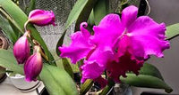 Violett Hydroponic Orchidee Blumensamen zur Aussaat – leuchtend Blüten – Traditionssorte & ohne Gentechnik Samen Hausgarten