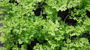 Kerbel Samen Anthriscus cerefolium