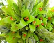 Gelb Puya Mirabilis Blumensamen zur Aussaat – duftend Blüten – Traditionssorte & ohne Gentechnik Samen Hausgarten