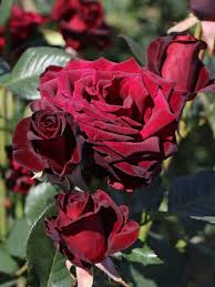 Rot Baccara Blumensamen zur Aussaat – saisonal Dauerblüher – Traditionssorte & ohne Gentechnik Samen Hausgarten