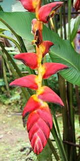 Heliconia Pogonantha Blumensamen zur Aussaat – leuchtend Blüten – Traditionssorte & ohne Gentechnik Samen Hausgarten
