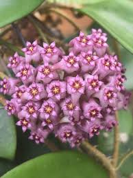 Lila Hoya Blumensamen zur Aussaat Landhaus Garten wichtig Traditionssorte & ohne Gentechnik Samen Hausgarten