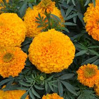 African Blumensamen zur Aussaat – Halbschatten verträglich – Traditionssorte & ohne Gentechnik Samen Hausgarten