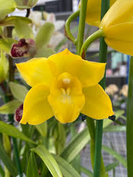 Gelb Orchidee Formaldehyde Blumensamen zur Aussaat – pflegeleicht – Traditionssorte & ohne Gentechnik Samen Hausgarten