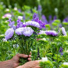 hell Violett Aster Callistephus Blumensamen zur Aussaat Drought verträglich Traditionssorte & ohne Gentechnik Samen Hausgarten