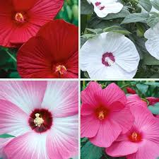 Hibiskus Gemischt Blumensamen zur Aussaat – Bestäuber freundlich – Traditionssorte & ohne Gentechnik Samen Hausgarten