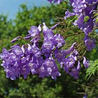Lila Jacaranda Blumensamen zur Aussaat – leuchtend Blüten – Traditionssorte & ohne Gentechnik Samen Hausgarten