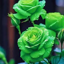 Grün Rose Blumensamen zur Aussaat farbenfroh Schau Traditionssorte & ohne Gentechnik Samen Hausgarten