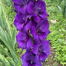 tief Lila Gladiole Samen Blumensamen zur Aussaat Bestäuber freundlich Traditionssorte & ohne Gentechnik Samen Hausgarten