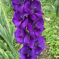 tief Lila Gladiole Samen Blumensamen zur Aussaat Bestäuber freundlich Traditionssorte & ohne Gentechnik Samen Hausgarten
