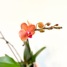 Orange Weiß Orchidee Blumensamen – Garten beliebt Traditionssorte & ohne Gentechnik Samen Hausgarten