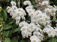 Bordeaux Weiß Schmetterlingsorchidee Orchids Samen Blumensamen zur Aussaat Garten wichtig Traditionssorte & ohne Gentechnik Samen Hausgarten