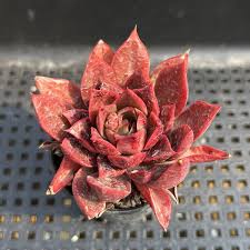 Rot Lila Succulent Blumensamen – hochwertige Qualitäts- Traditionssorte & ohne Gentechnik Samen Hausgarten