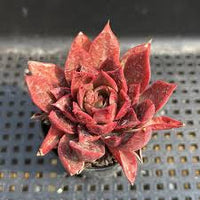Rot Lila Succulent Blumensamen – hochwertige Qualitäts- Traditionssorte & ohne Gentechnik Samen Hausgarten