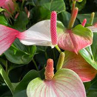 Rosa Himmelblau Flamingoblume Blumensamen zur Aussaat – Drought verträglich – Traditionssorte & ohne Gentechnik Samen Hausgarten