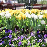 Gelb Blau Tulpe Blumensamen zur Aussaat leuchtend Blüten Traditionssorte & ohne Gentechnik Samen Hausgarten
