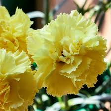 Gelb Caryophyllus Blumensamen zur Aussaat – lang Blüte Saison – Traditionssorte & ohne Gentechnik Samen Hausgarten