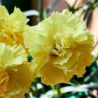 Gelb Caryophyllus Blumensamen zur Aussaat – lang Blüte Saison – Traditionssorte & ohne Gentechnik Samen Hausgarten