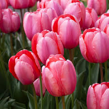Rosa Tulpe Blumensamen ideal Rabatten Traditionssorte & ohne Gentechnik Samen Hausgarten