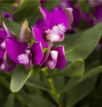 Polygala Myrtifolia Blumensamen zur Aussaat – robust Sorte – Traditionssorte & ohne Gentechnik Samen Hausgarten