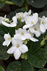 Weiß Saintpaulia Blumensamen zur Aussaat – Bestäuber freundlich – Traditionssorte & ohne Gentechnik Samen Hausgarten