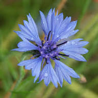 CornFlower Samen zur Aussaat – duftend Blüten – Traditionssorte & ohne Gentechnik Samen Hausgarten