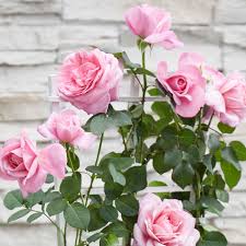 tief Rosa Rose Blumensamen zur Aussaat – Halbschatten verträglich – Traditionssorte & ohne Gentechnik Samen Hausgarten