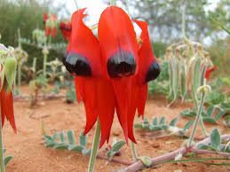 Sturt's Desert Pea Blumensamen zur Aussaat – ideal Rabatten – Traditionssorte & ohne Gentechnik Samen Hausgarten