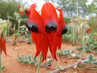 Sturt's Desert Pea Blumensamen zur Aussaat – ideal Rabatten – Traditionssorte & ohne Gentechnik Samen Hausgarten