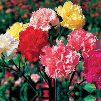 Bordeaux Carnations Blumensamen zur Aussaat – Traditionssorte ohne Gentechnik Wildblume Mischung biologisch Garten Samen Keimung