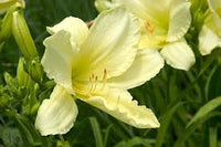 Weiß Hemerocallis Blumensamen zur Aussaat Wildblume Mischung Traditionssorte & ohne Gentechnik Samen Hausgarten