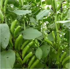 Weiß Bean Planting Samen for Your Garden