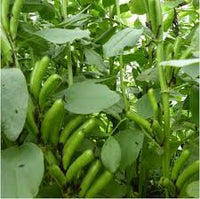 Weiß Bean Planting Samen for Your Garden