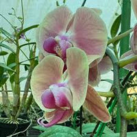 Grün Rosa Schmetterlingsorchidee Orchidee Blumensamen Garten leuchtend Traditionssorte & ohne Gentechnik Samen Hausgarten