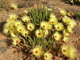 Gelb Cephalophyllum Pillansii Blumensamen zur Aussaat – leuchtend – Traditionssorte & ohne Gentechnik Samen Hausgarten