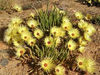 Gelb Cephalophyllum Pillansii Blumensamen zur Aussaat – leuchtend – Traditionssorte & ohne Gentechnik Samen Hausgarten