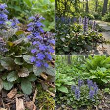 Ajuga Reptans Blumensamen zur Aussaat – lang Blüte Saison – Traditionssorte & ohne Gentechnik Samen Hausgarten
