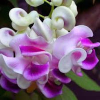 Vigna Caracalla Blumensamen zur Aussaat – Landhaus Garten wichtig – Traditionssorte & ohne Gentechnik Samen Hausgarten